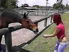 Passeios a galo apelativo